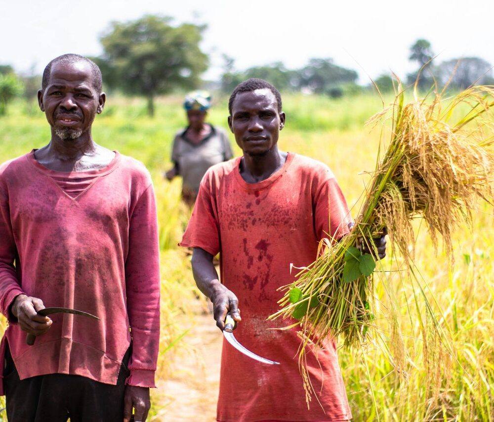 Smallholder farmers in a field at harvest