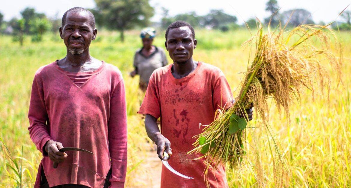 Smallholder farmers in a field at harvest