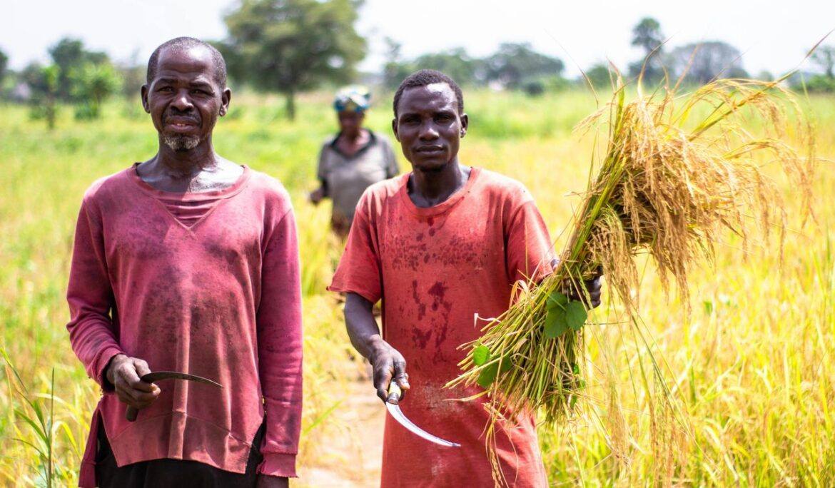 Smallholder farmers in a field at harvest