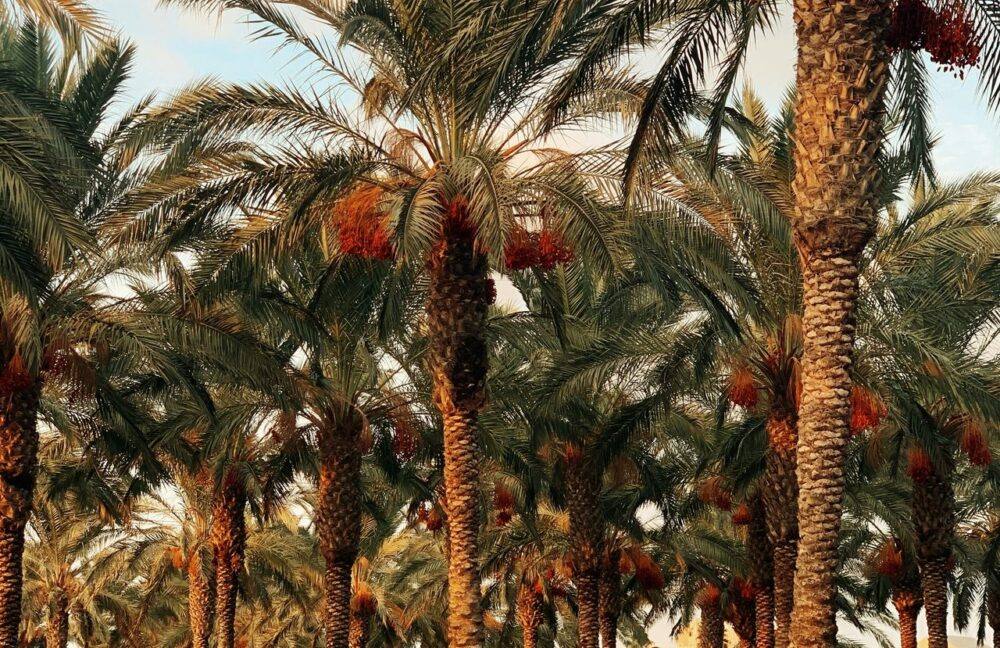 Oil palm tree bearing fresh fruit bunches