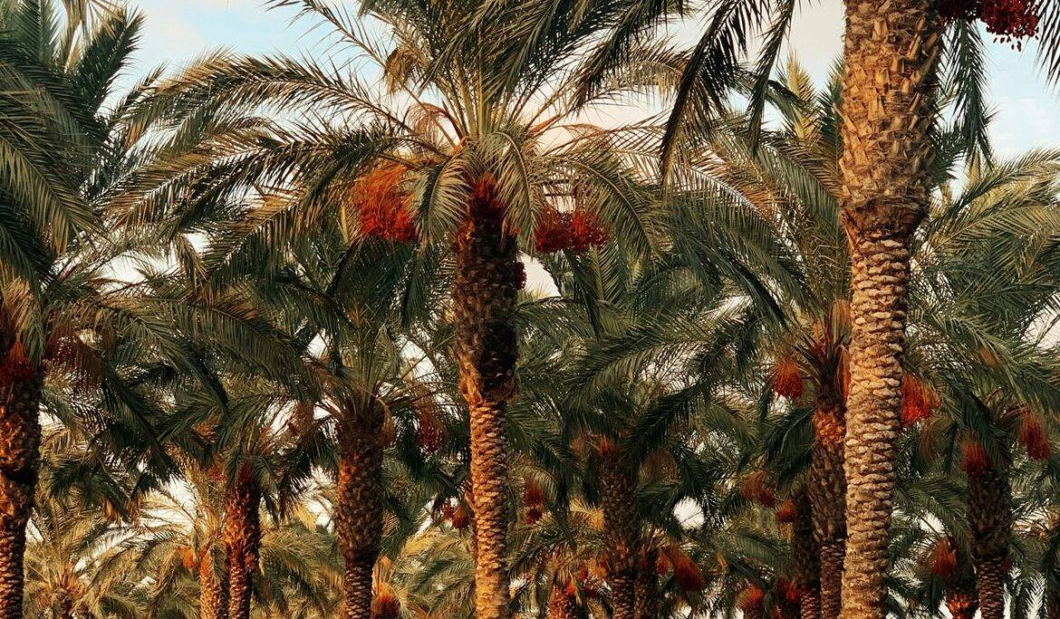 Oil palm tree bearing fresh fruit bunches