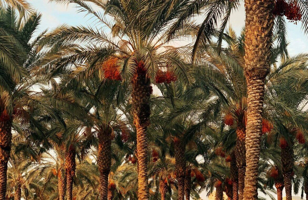Oil palm tree bearing fresh fruit bunches