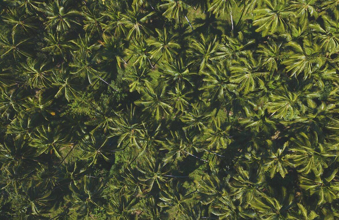 Aerial view of a dense oil palm plantation canopy