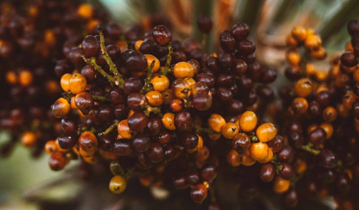 Close-up of ripe orange oil palm fruit