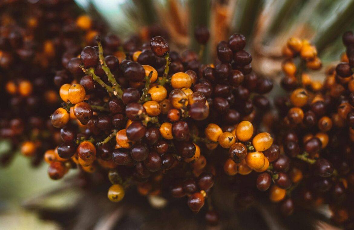Close-up of ripe orange oil palm fruit