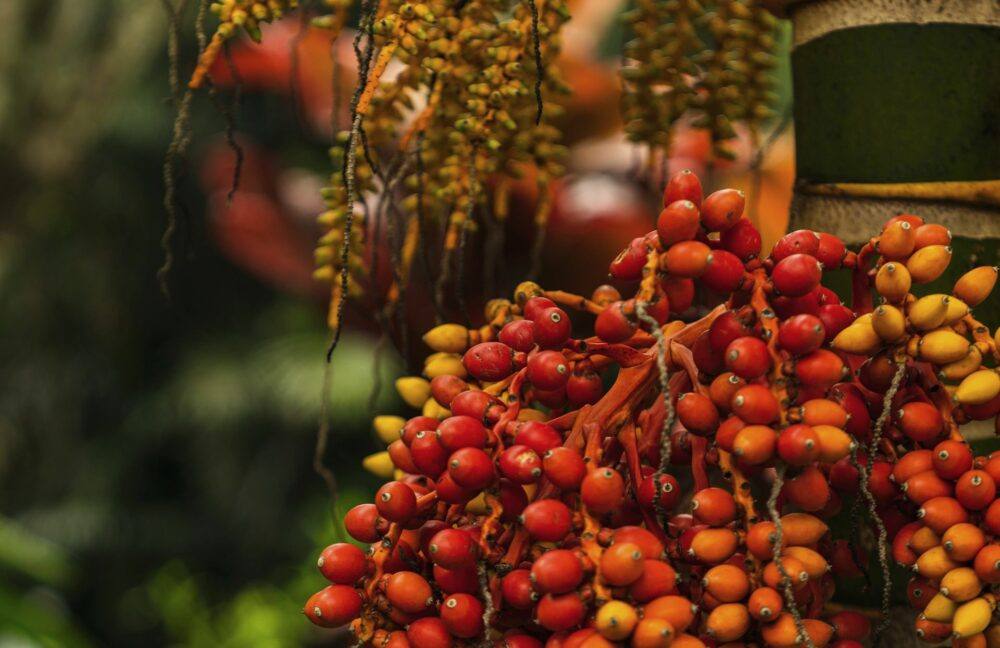 Ripe red and orange oil palm fresh fruit bunches