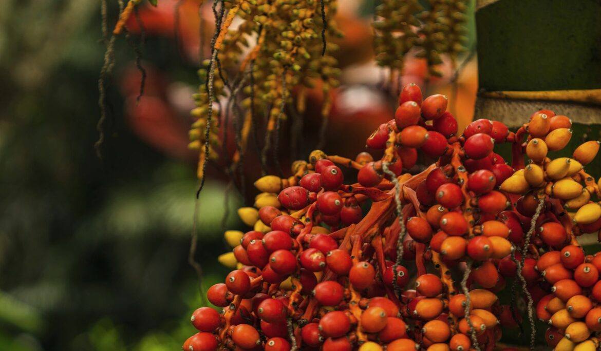 Ripe red and orange oil palm fresh fruit bunches