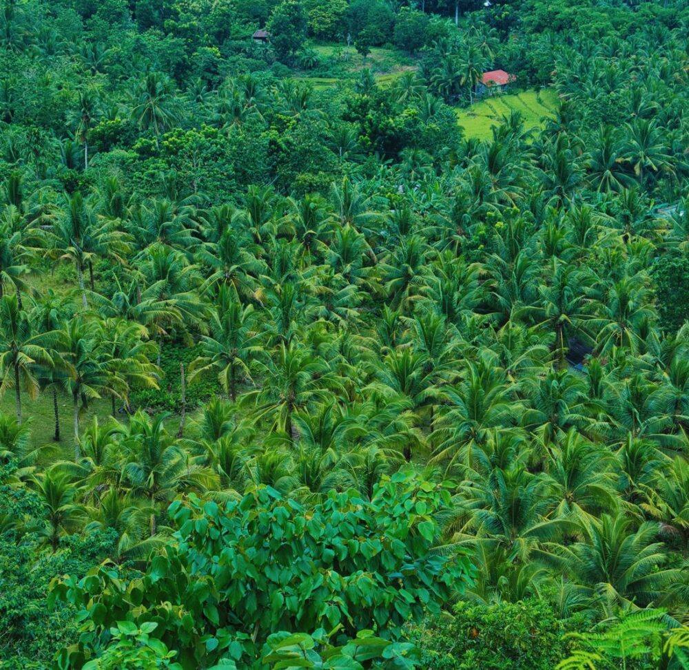 Lush oil palm grove beside water