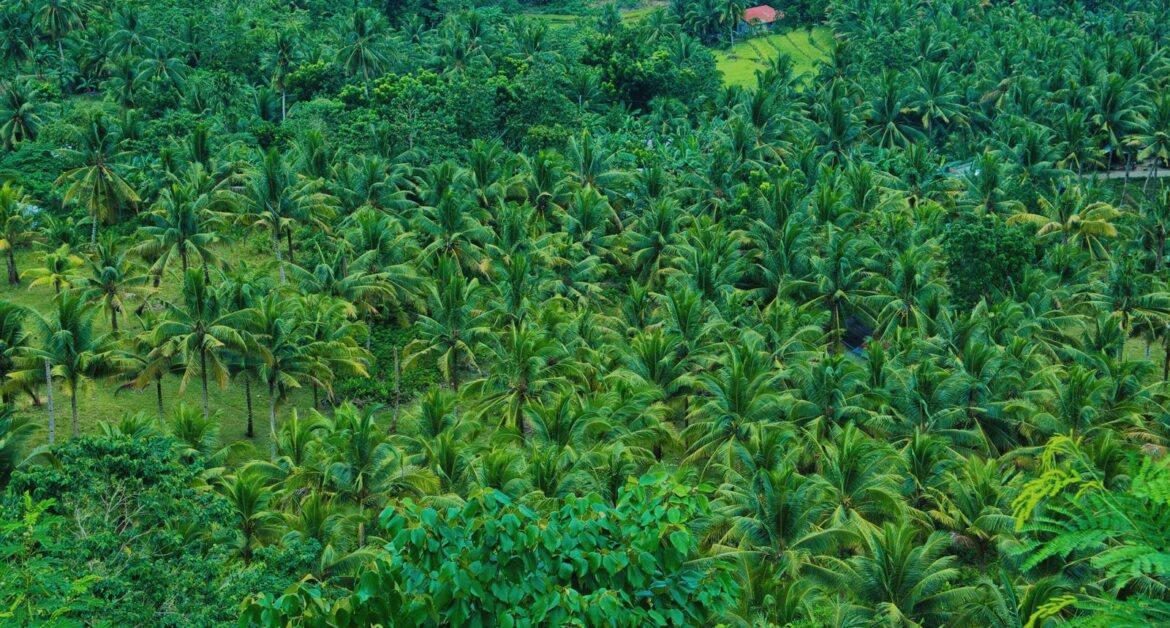 Lush oil palm grove beside water