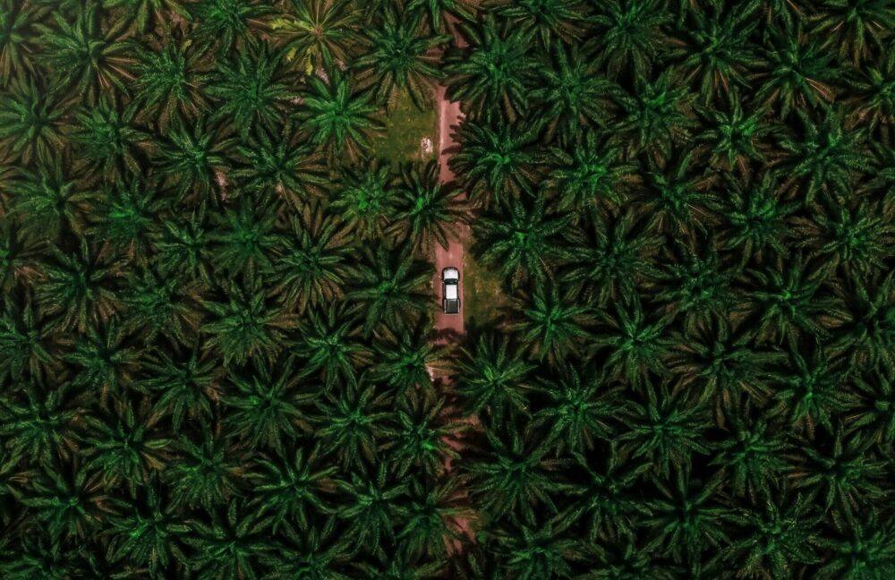 Oil palm plantation in neat rows seen from above