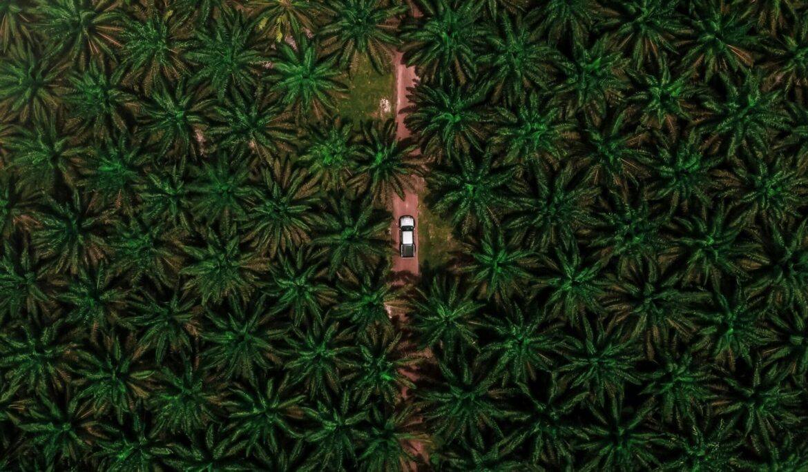 Oil palm plantation in neat rows seen from above