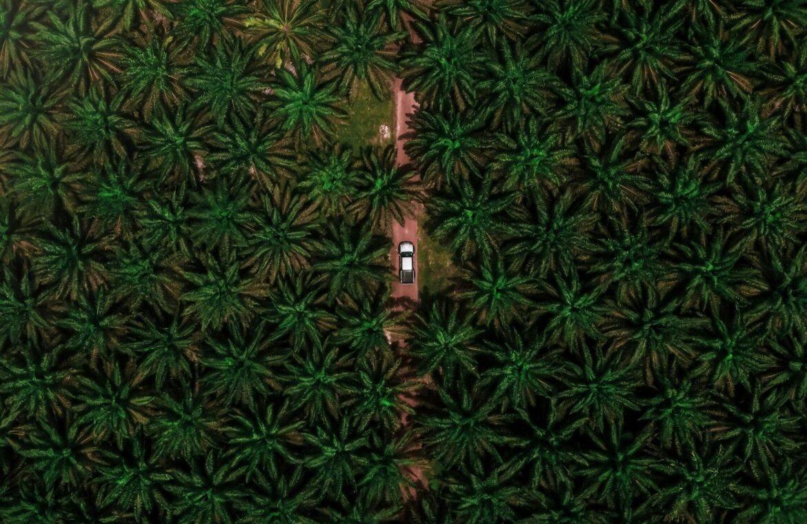 Oil palm plantation in neat rows seen from above