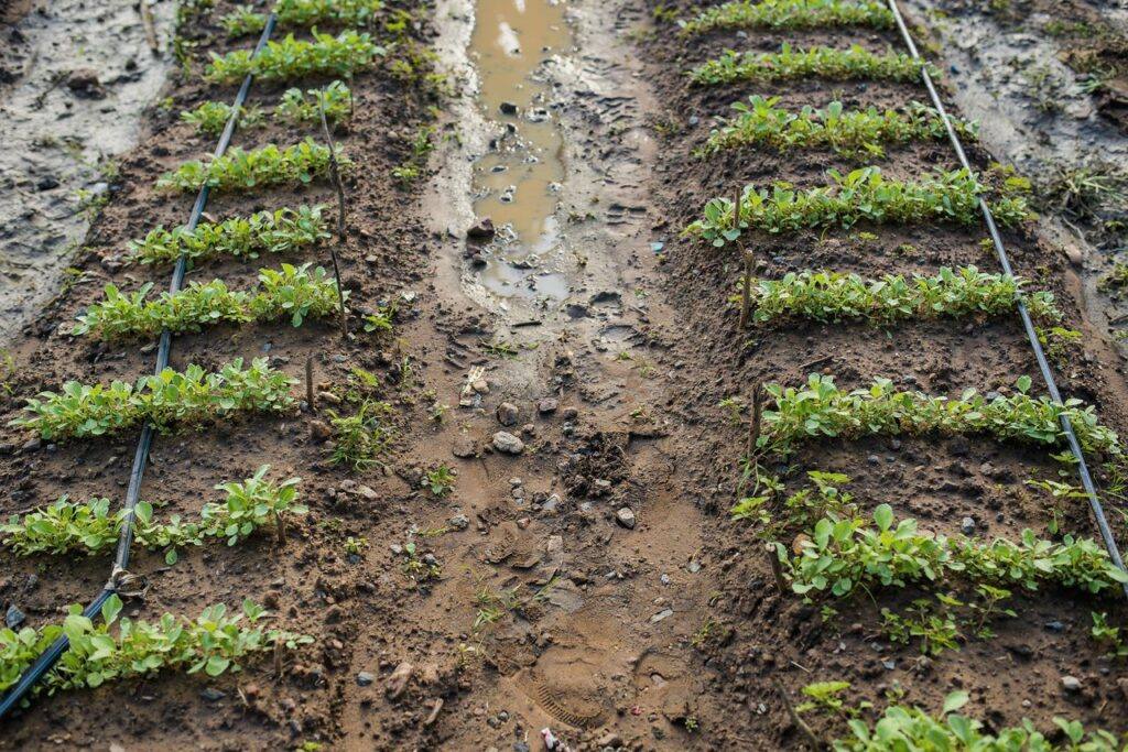 Rows of freshly planted seedlings in flooded soil