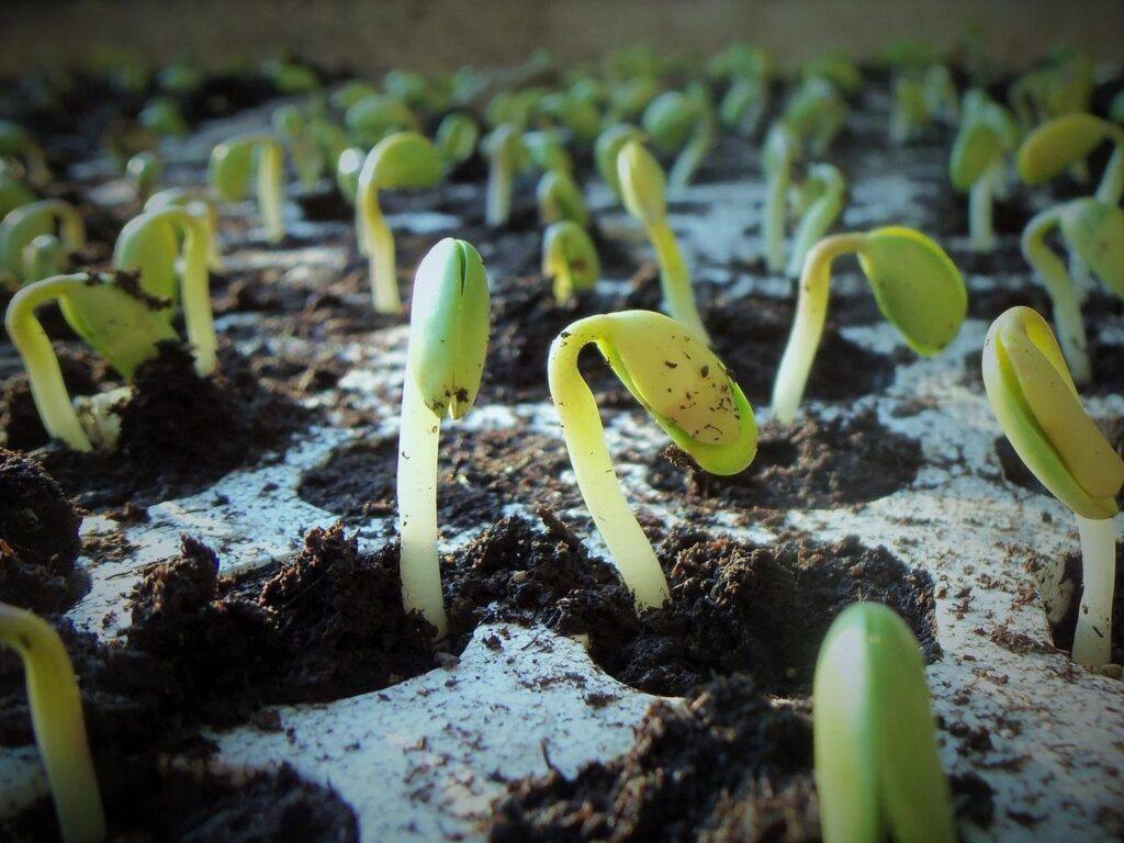 Soybean seedlings sprouting from the soil