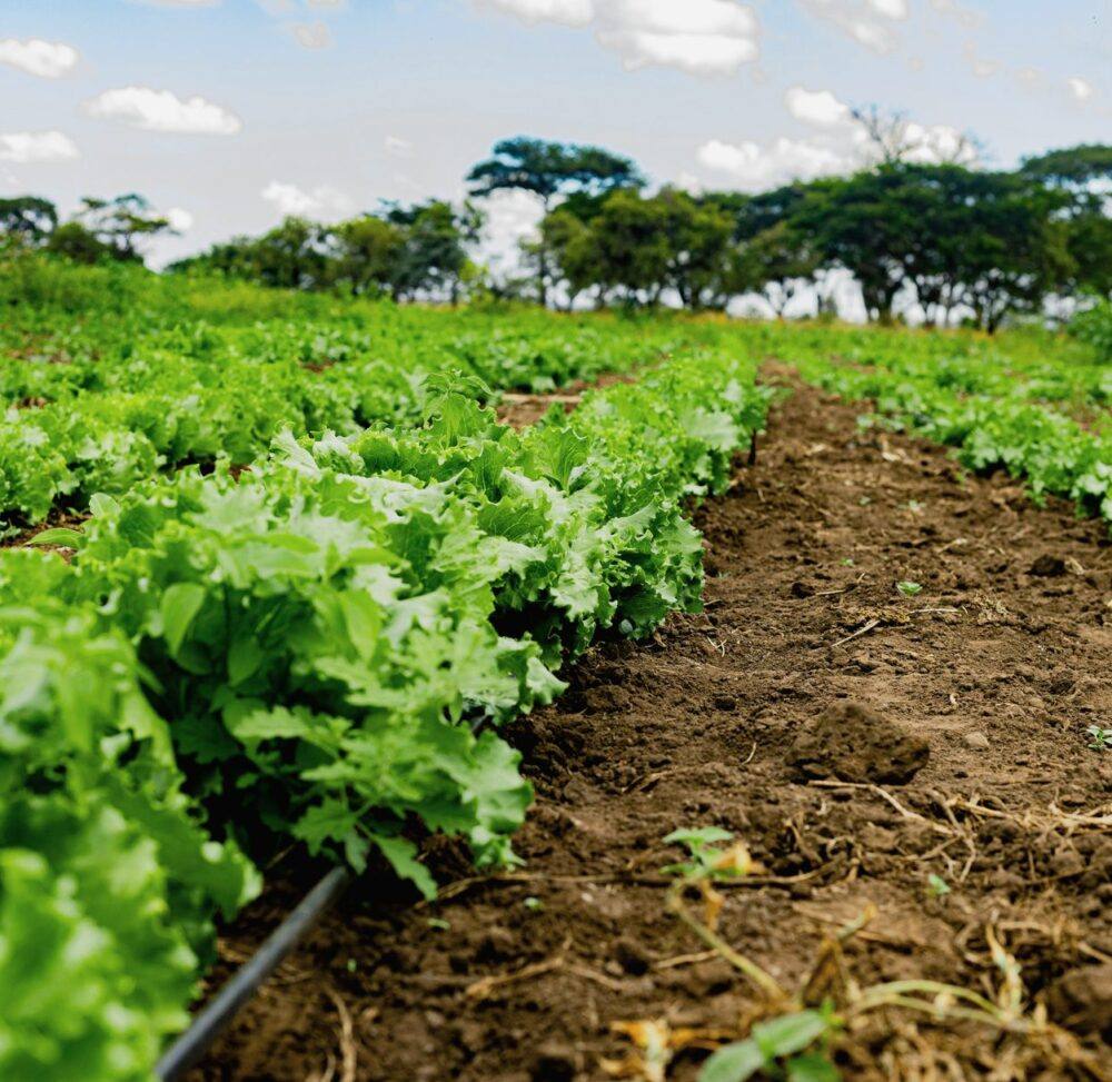 Young plantation with crops growing in rows