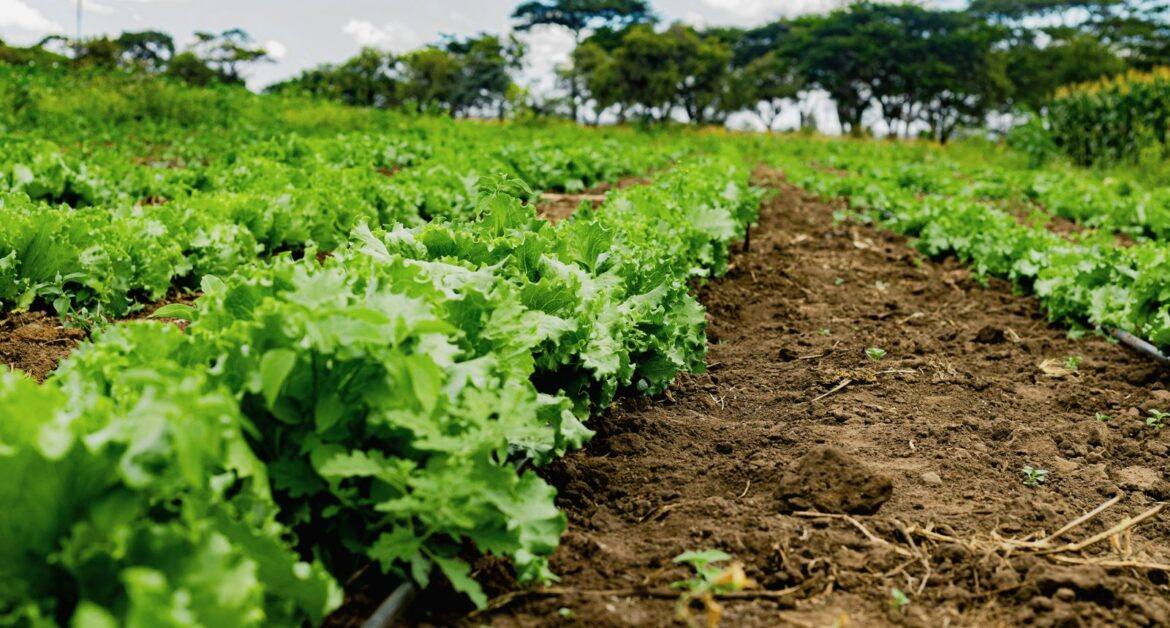 Young plantation with crops growing in rows